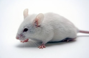 Knock-in Mouse Concept