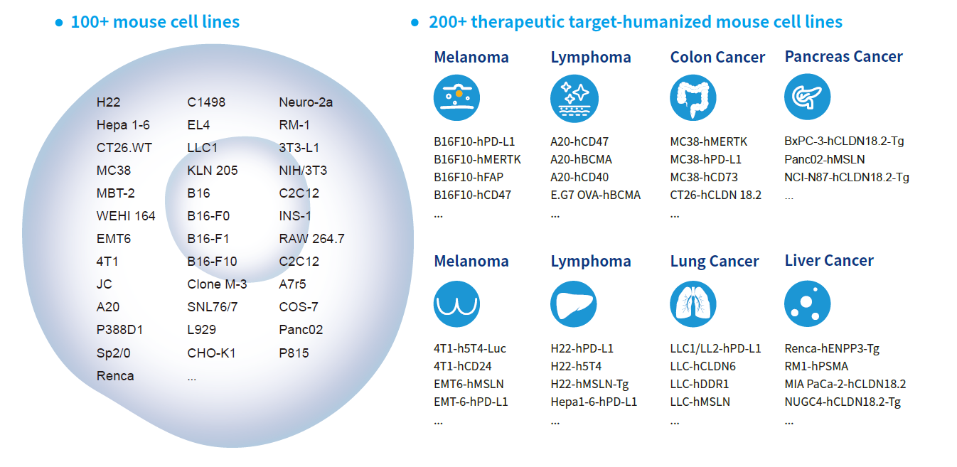 Syngeneic Mouse Cells