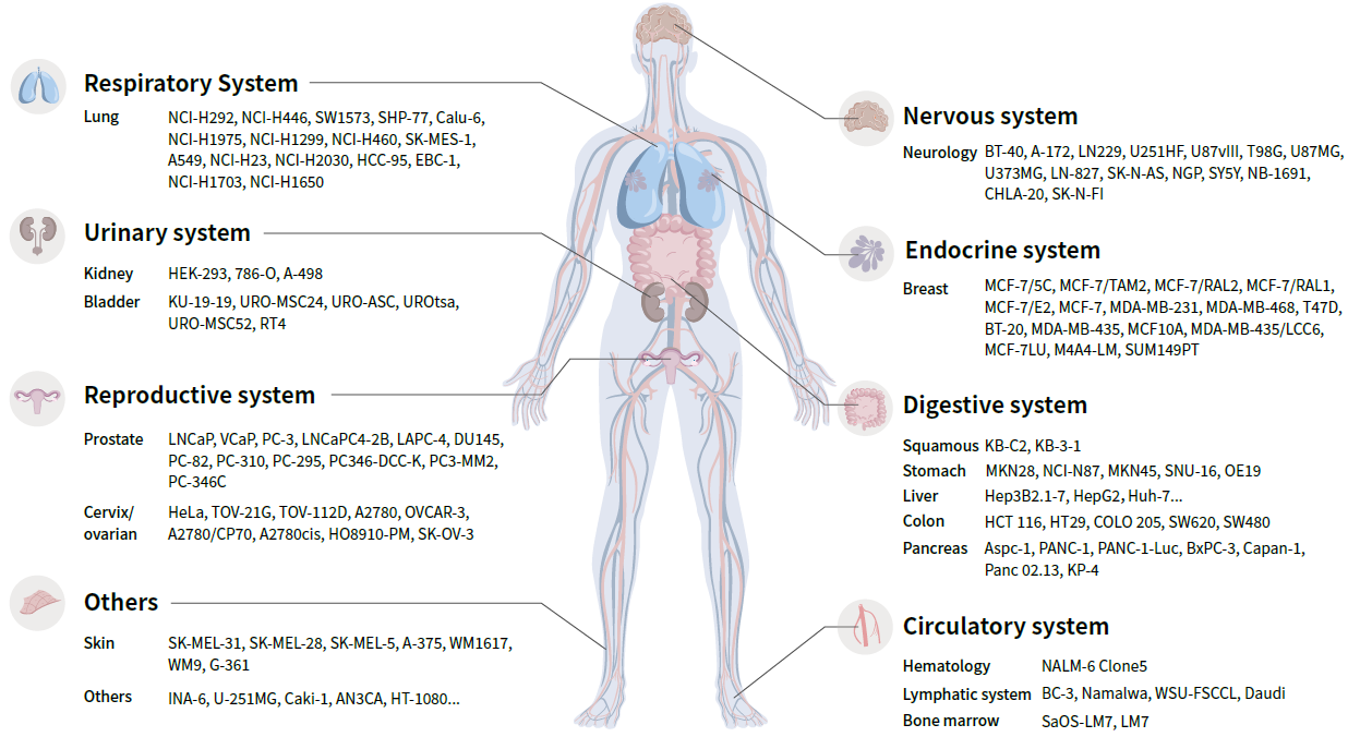 CDX Cell Lines