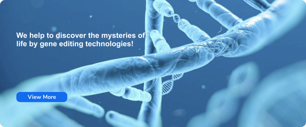 New Service Launch: Mouse Bone Metastasis Cancer Model and Pain-Related Behavior Assessment!