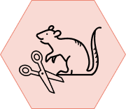Genetically Edited Rats