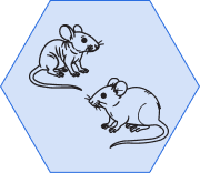 Immune-Related Mice